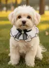 Beyaz Renk Kurdele Figürlü Tül Detaylı Ayarlanabilir  Kedi/ Köpek Tasması