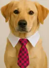 Fuşya Ve Beyaz Renk Kravat Kedi Köpek Tasması