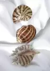 Karışık Renk Deniz Kabuğu Figürlü 3lü Pens Toka Set