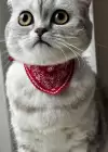Kırmızı Renk Fularlı Kedi Tasması