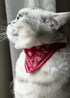 Kırmızı Renk Fularlı Kedi Tasması