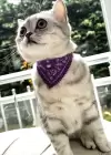 Mor Renk Fularlı Kedi Tasması