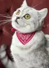 Pembe Renk Fularlı Kedi Tasması