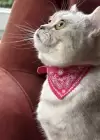 Pembe Renk Fularlı Kedi Tasması