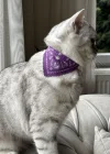 Mor Renk Fularlı Kedi Tasması