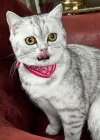 Pembe Renk Fularlı Kedi Tasması