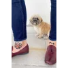 Geçici Kaplan ve Aslan Dövme Tattoo
