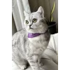 Mor Renk Fularlı Kedi Tasması
