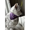 Mor Renk Fularlı Kedi Tasması