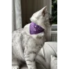 Mor Renk Fularlı Kedi Tasması