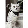 Siyah Renk Fularlı Kedi Tasması
