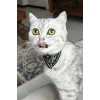 Siyah Renk Fularlı Kedi Tasması