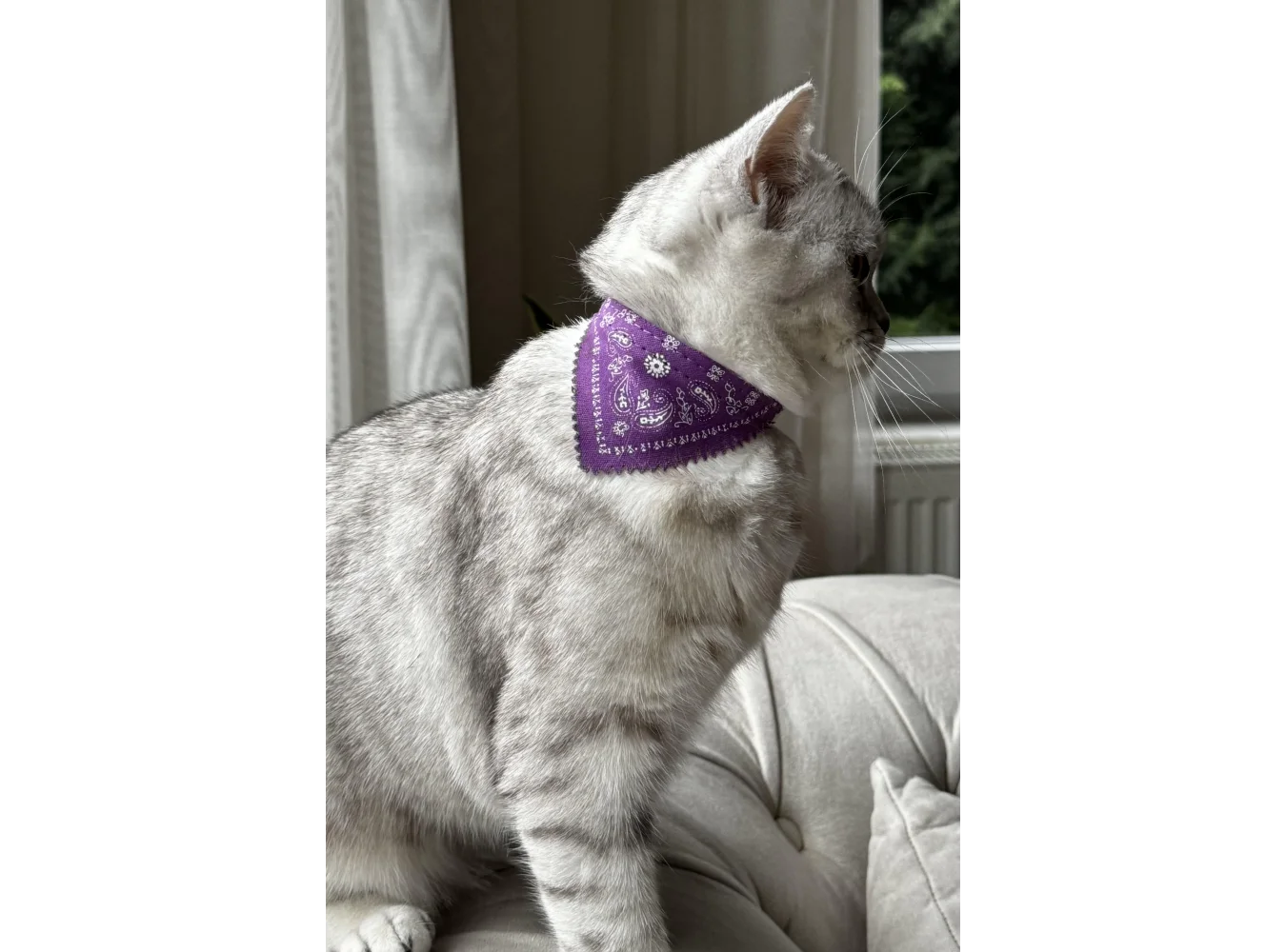 Mor Renk Fularlı Kedi Tasması