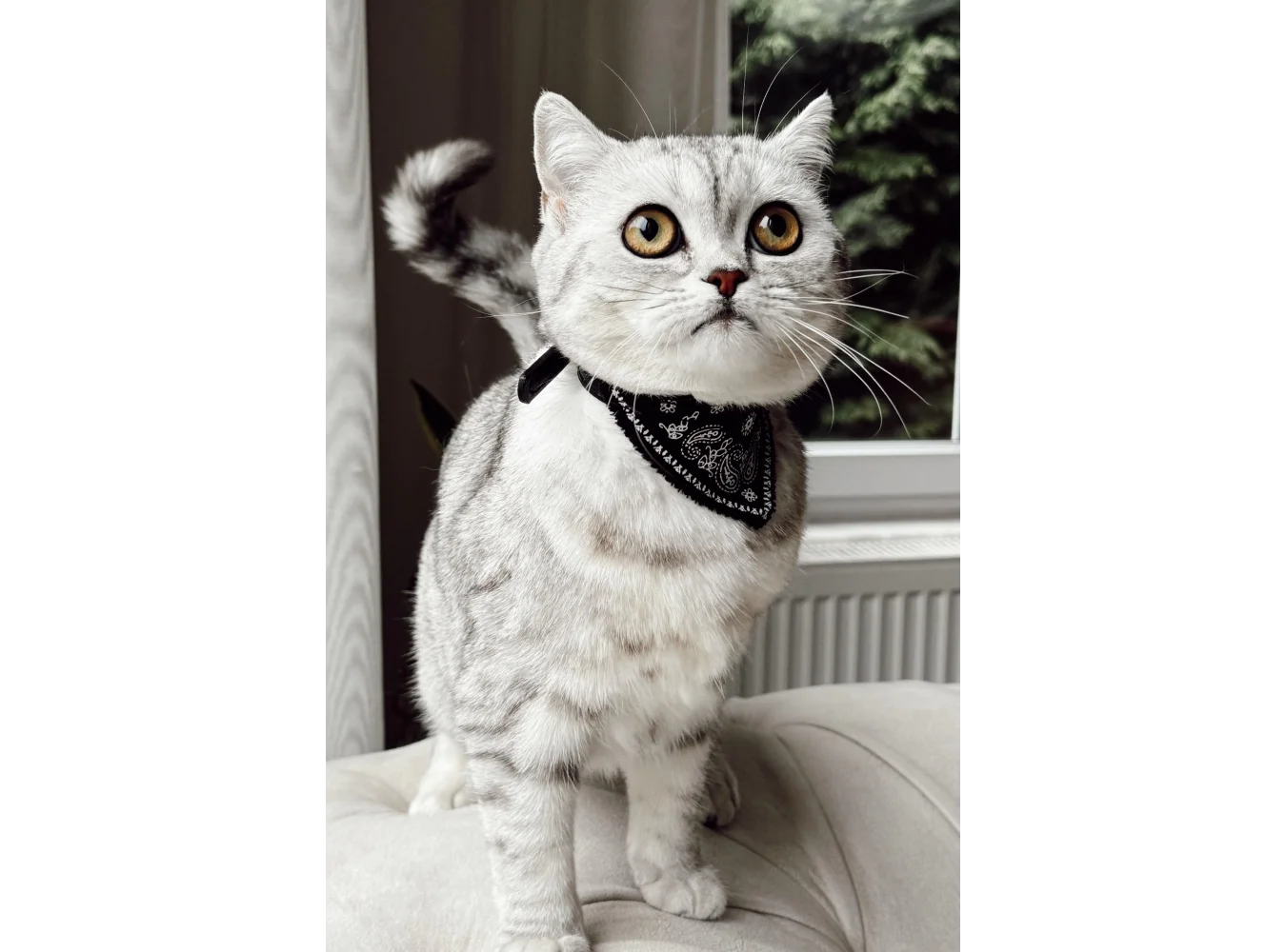 Siyah Renk Fularlı Kedi Tasması