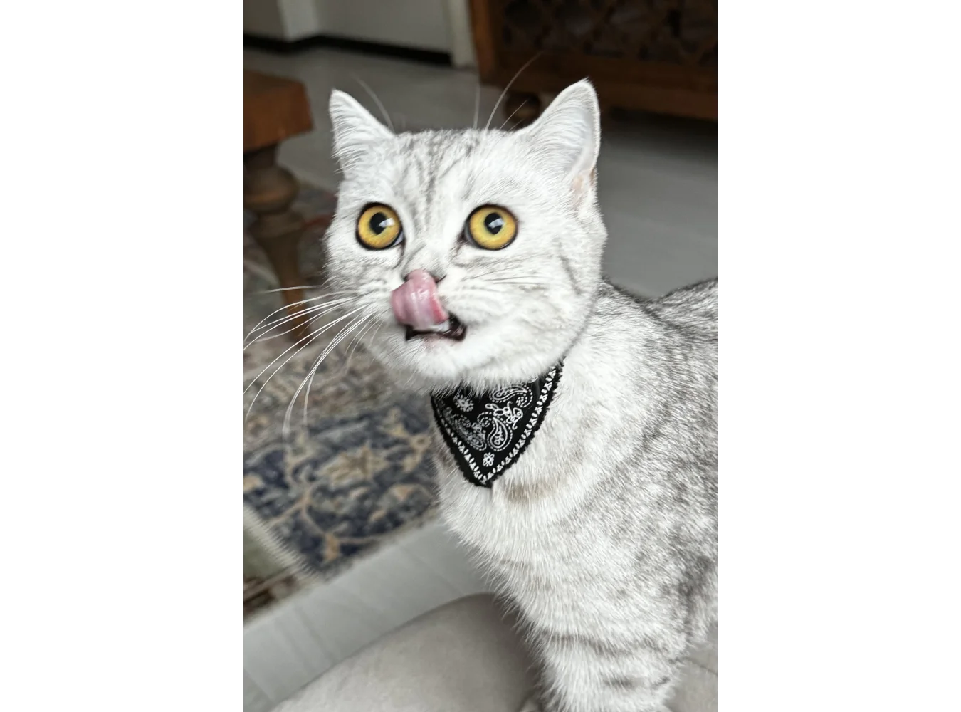 Siyah Renk Fularlı Kedi Tasması