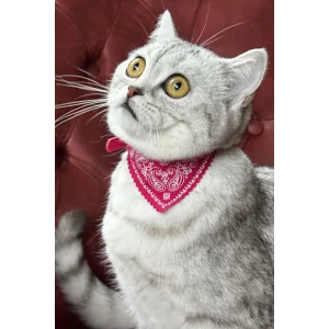 Pembe Renk Fularlı Kedi Tasması
