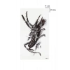 Geçici Çekirge Dövme Tattoo