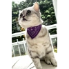 Mor Renk Fularlı Kedi Tasması