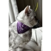 Mor Renk Fularlı Kedi Tasması