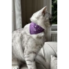 Mor Renk Fularlı Kedi Tasması