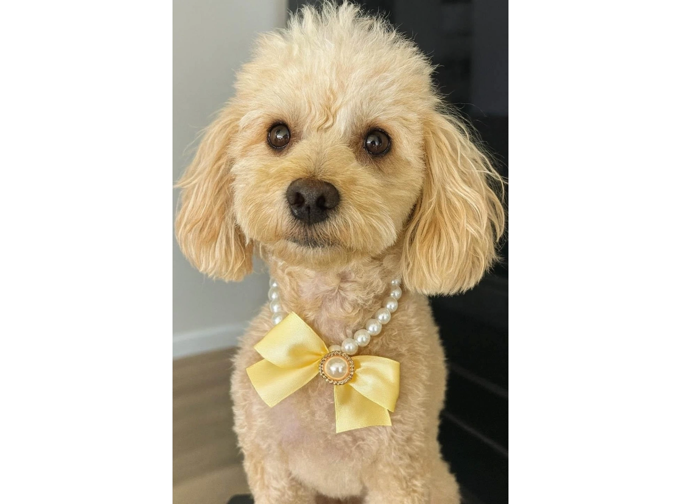 Beyaz Ve Sarı Renk Kurdele Figürlü İnci Detaylı L Beden Köpek Tasması