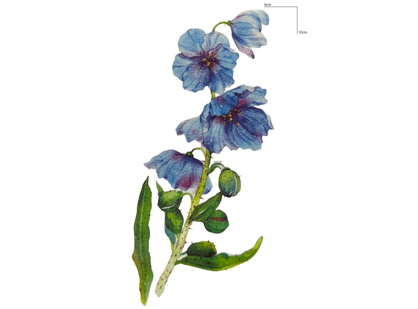 Geçici Çiçek Figürlü Mini Dövme Tattoo