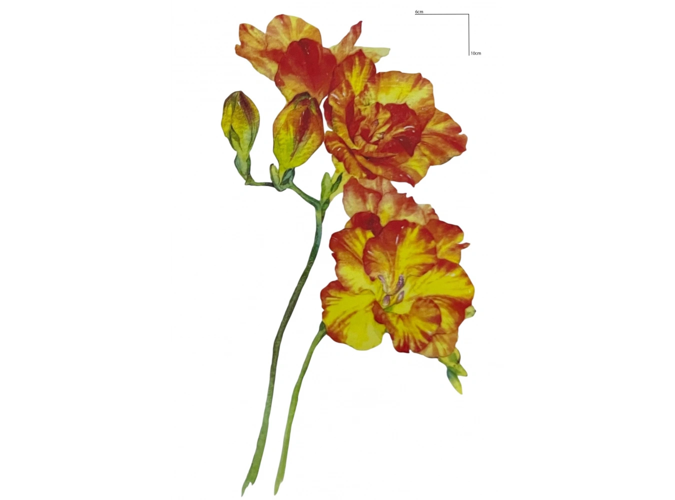 Geçici Çiçek Figürlü Mini Dövme Tattoo