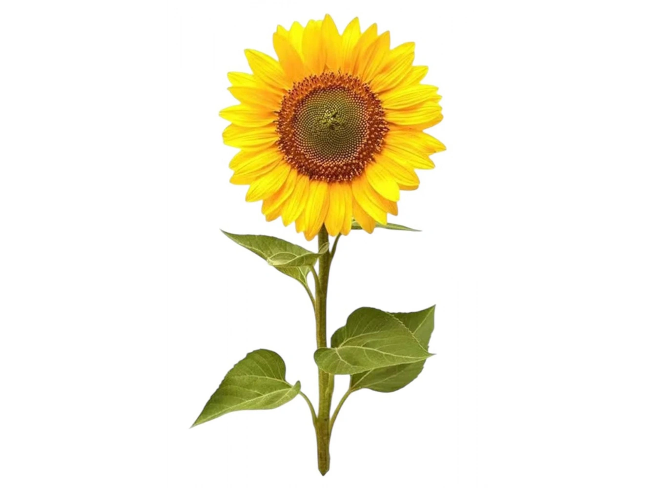 Geçici Papatya Figürlü Mini Dövme Tattoo