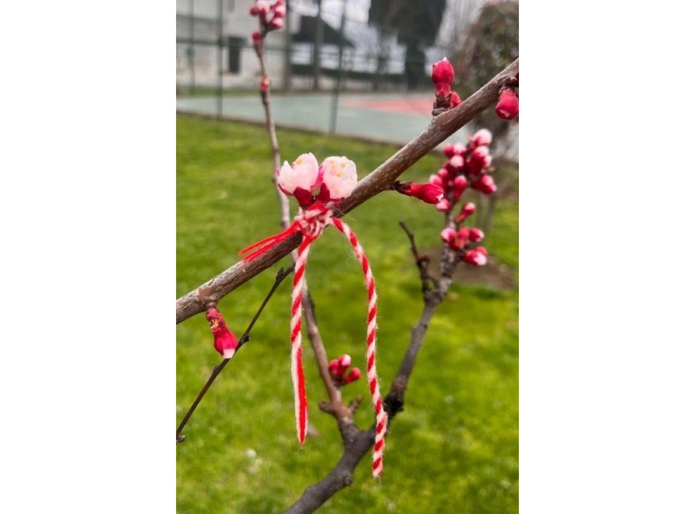 Kırmızı Ve Beyaz Renk Marteniçka Şans Bilekliği