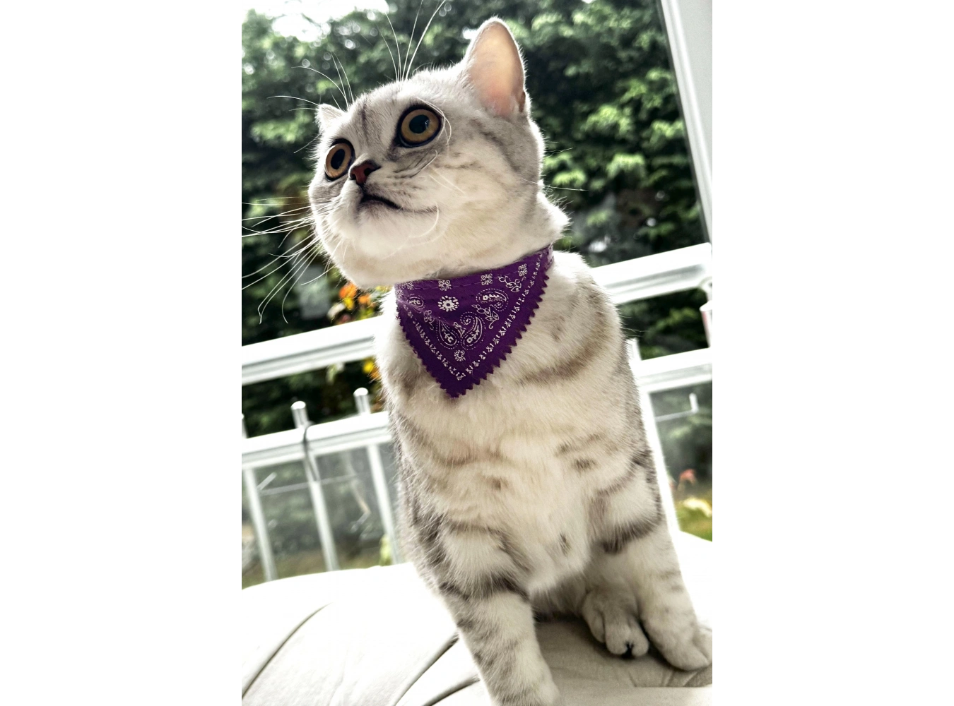 Mor Renk Fularlı Kedi Tasması