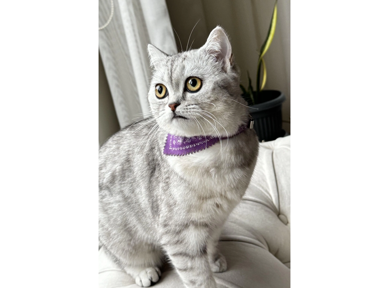 Mor Renk Fularlı Kedi Tasması