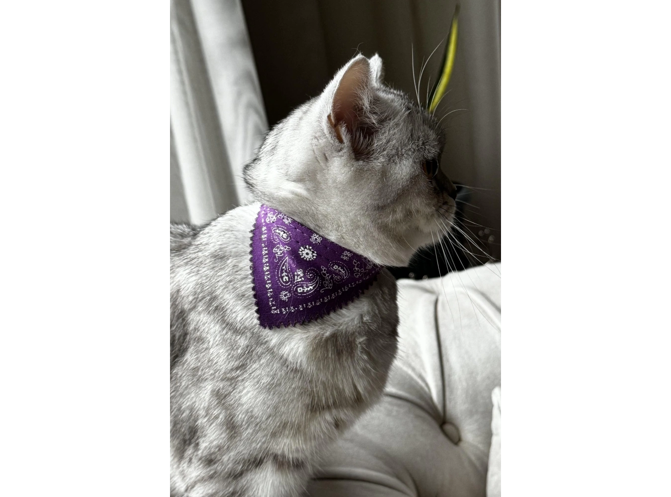 Mor Renk Fularlı Kedi Tasması