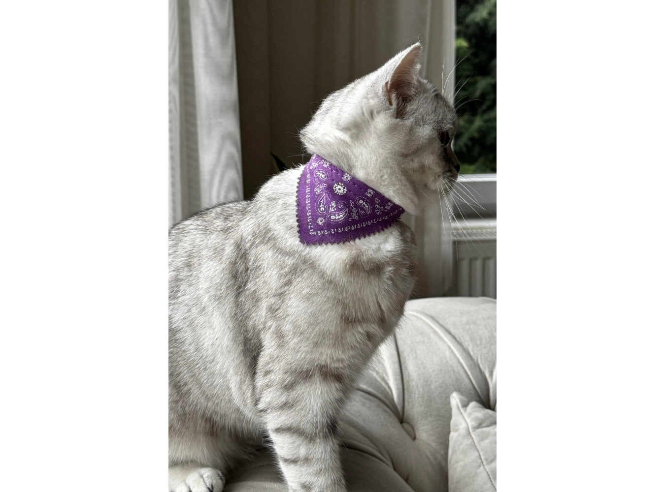 Mor Renk Fularlı Kedi Tasması