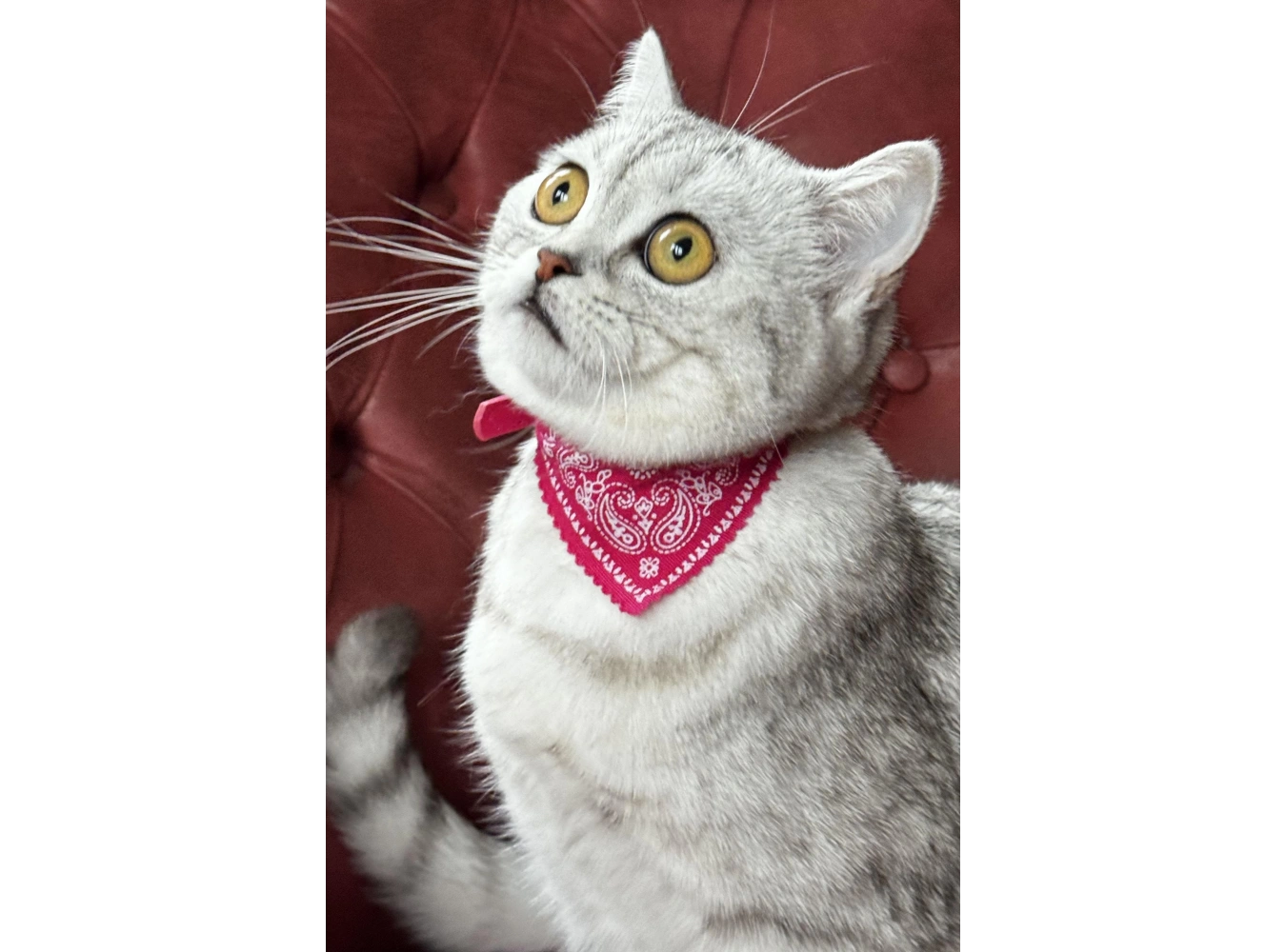 Pembe Renk Fularlı Kedi Tasması