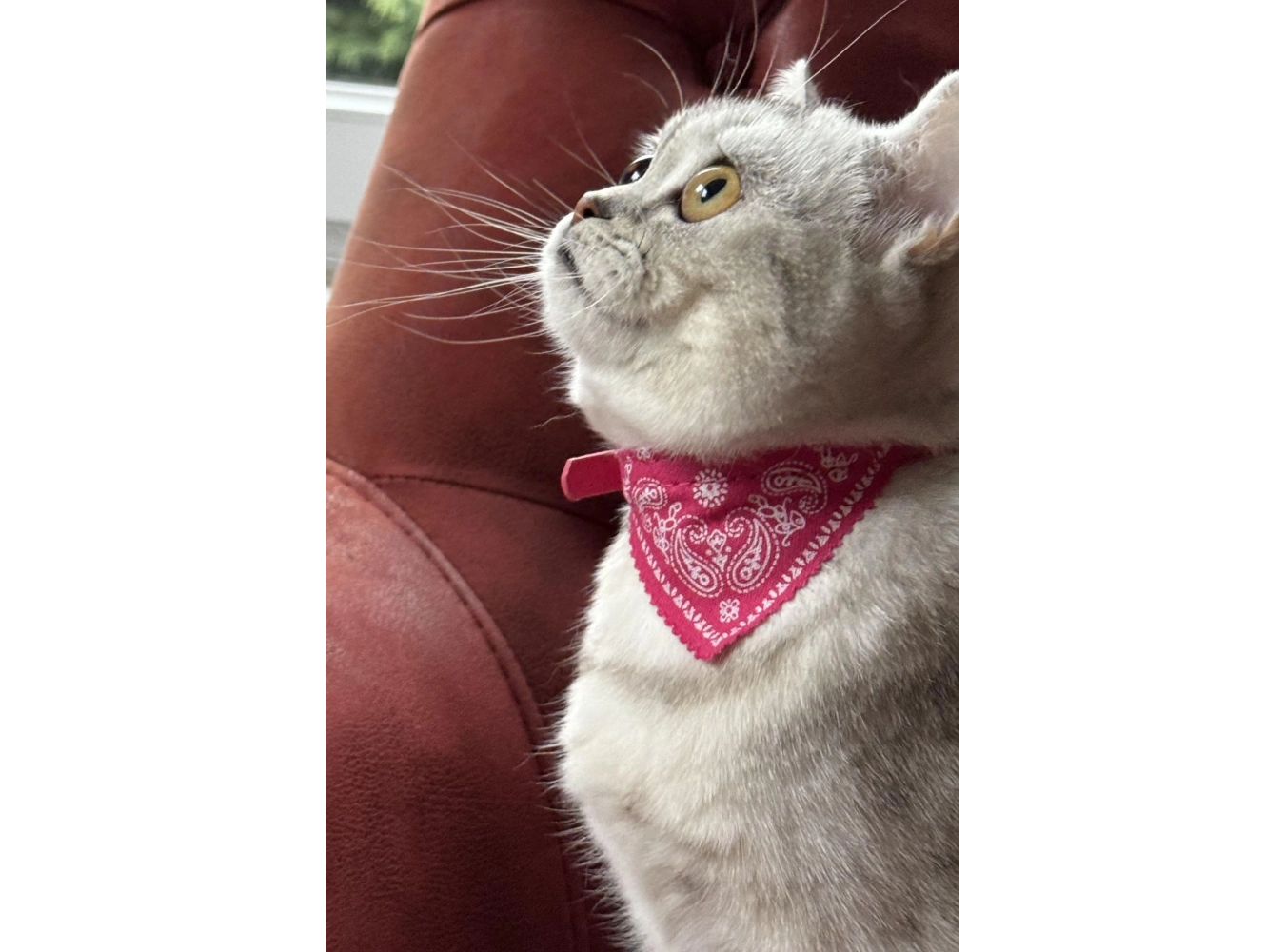 Pembe Renk Fularlı Kedi Tasması