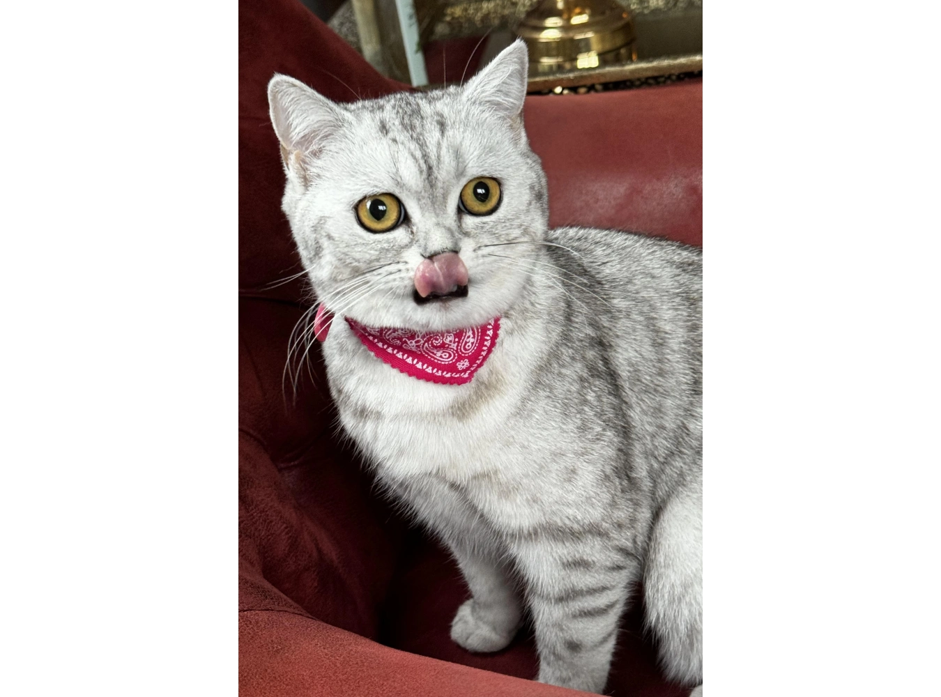 Pembe Renk Fularlı Kedi Tasması