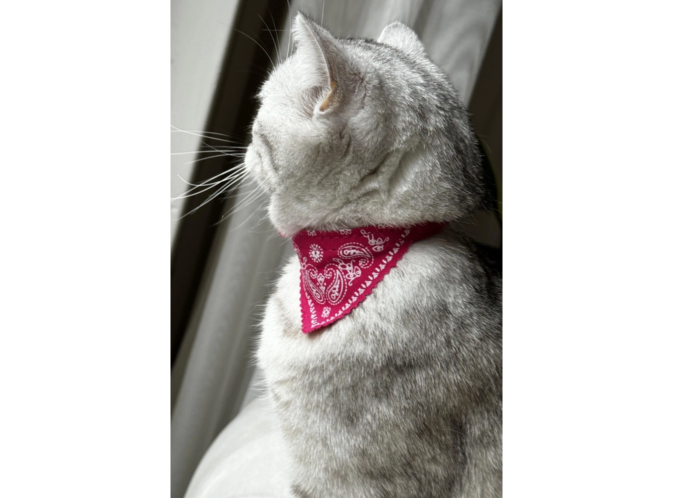 Pembe Renk Fularlı Kedi Tasması