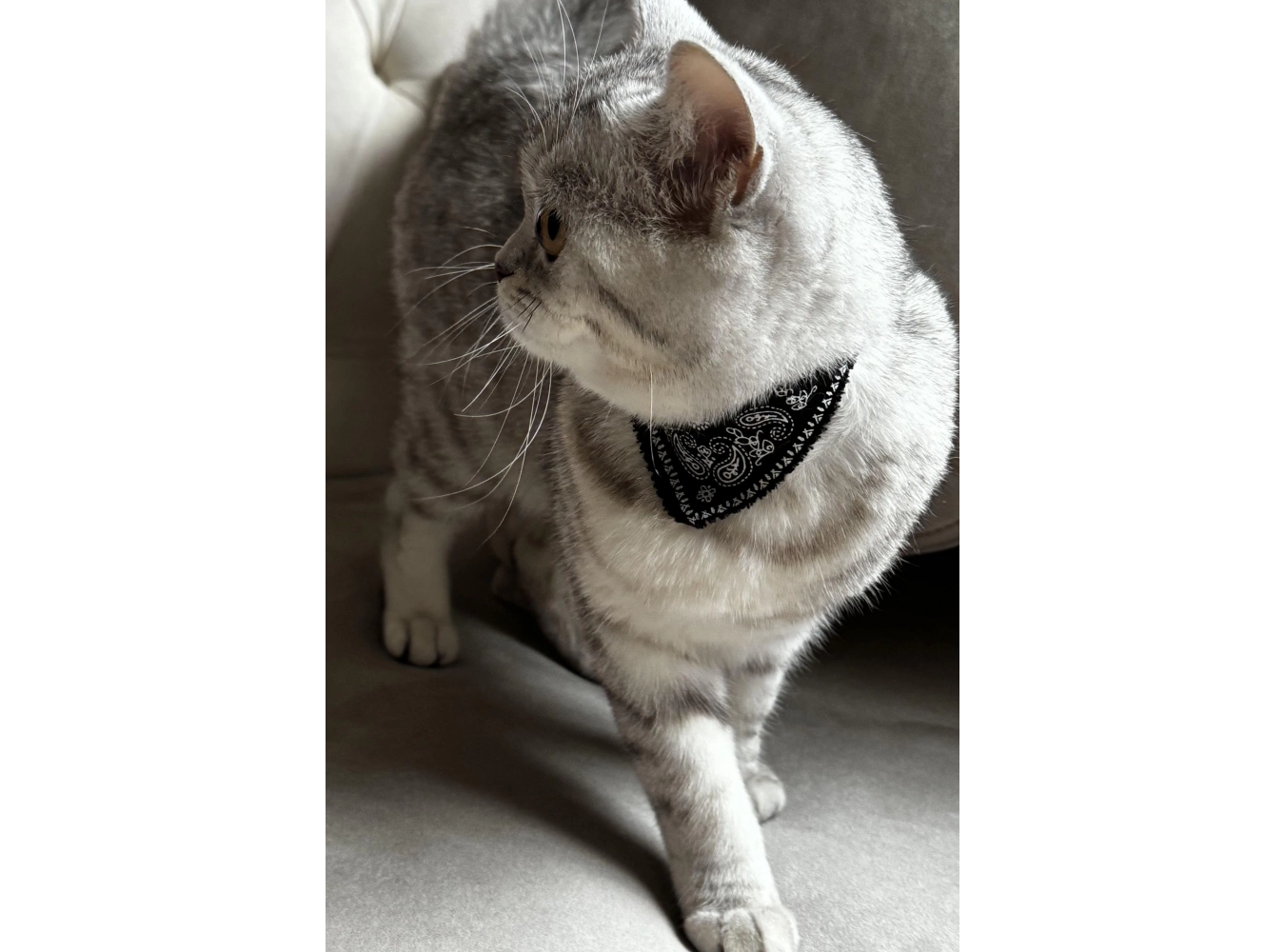 Siyah Renk Fularlı Kedi Tasması