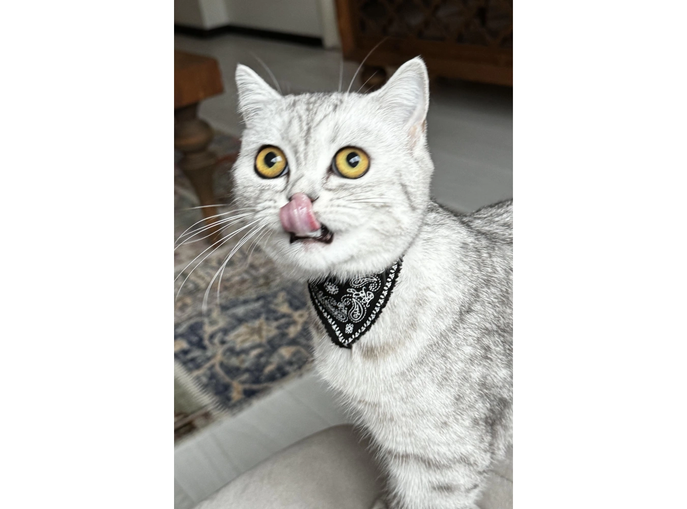 Siyah Renk Fularlı Kedi Tasması