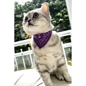 Mor Renk Fularlı Kedi Tasması