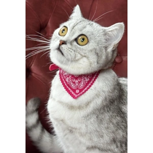 Pembe Renk Fularlı Kedi Tasması