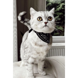 Siyah Renk Fularlı Kedi Tasması