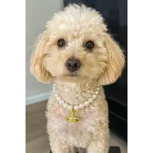 Altın Renk Gezegen Figürlü İnci Detaylı M Beden Kedi Köpek Tasma