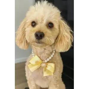 Beyaz Ve Sarı Renk Kurdele Figürlü İnci Detaylı L Beden Köpek Tasması