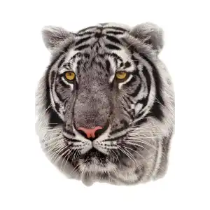 Geçici Kaplan Figürlü Dövme Tattoo