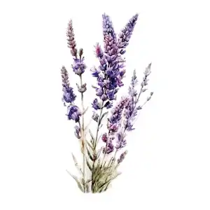 Geçici Lavanta Figürlü Dövme Tattoo