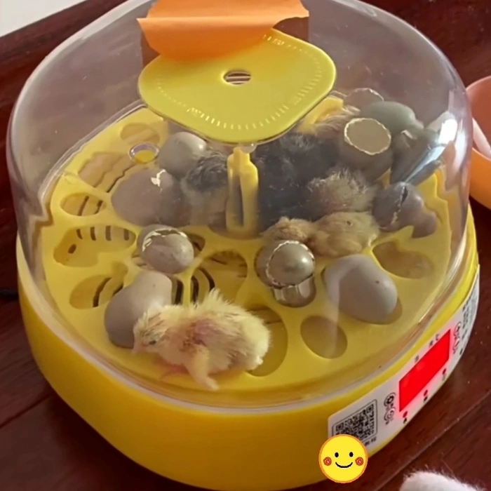 Mini Otomatik Ev Tipi Kuluçka: Papağan Bıldırcın Kuluçka Makinesi 18li Yumurtalı Mx-18