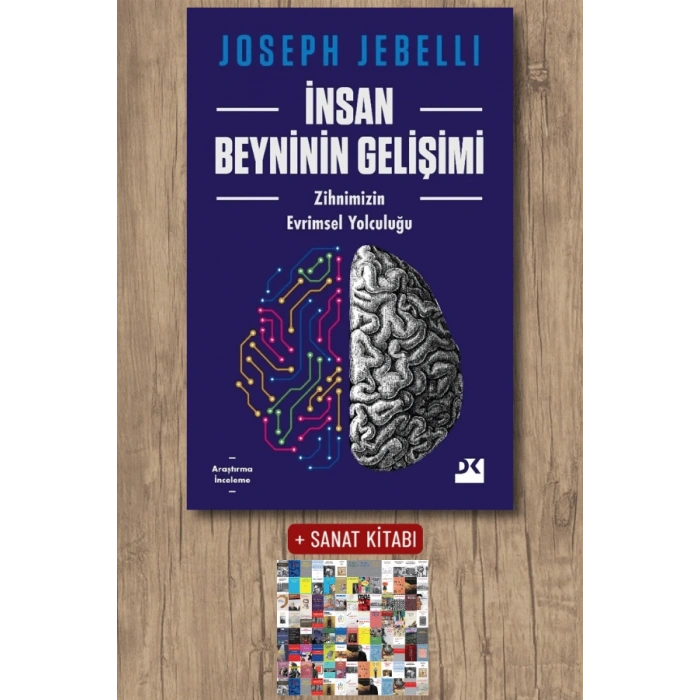 İnsan Beyninin Gelişimi