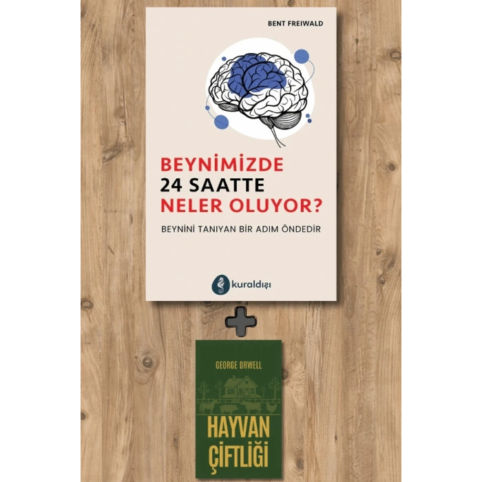 Beynimizde 24 Saatte Neler Oluyor?