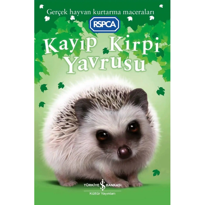 Kayıp Kirpi Yavrusu